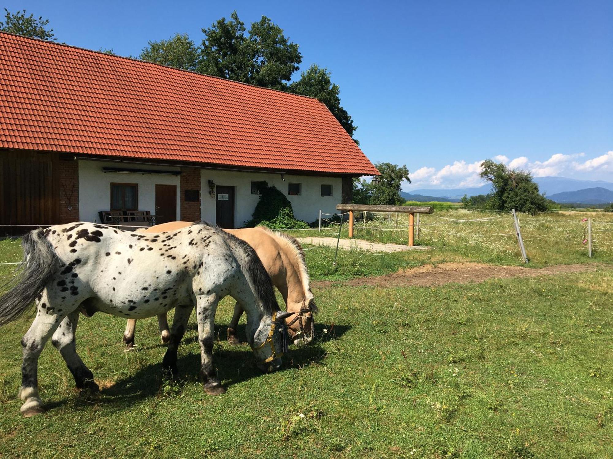 فندق Skorianzhof Eberndorf المظهر الخارجي الصورة